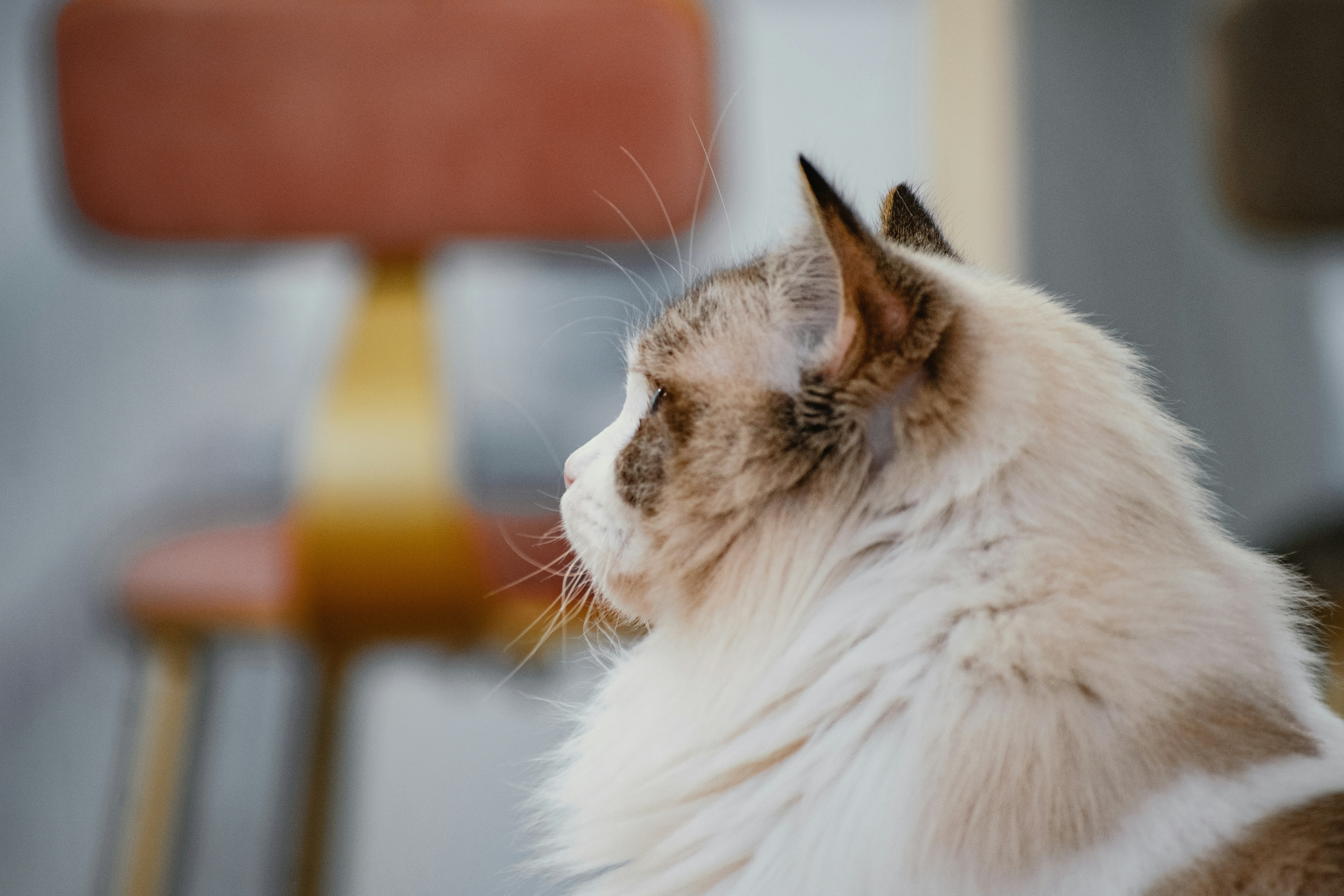 white and brown cat on brown wooden table