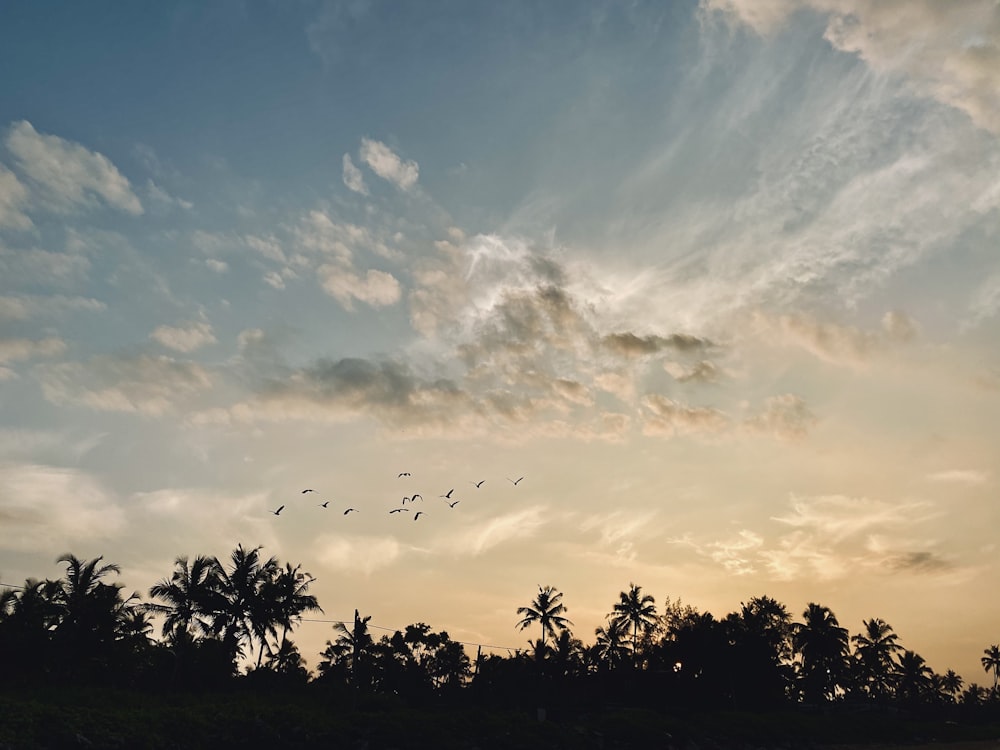 silhouette of trees under cloudy sky during daytime