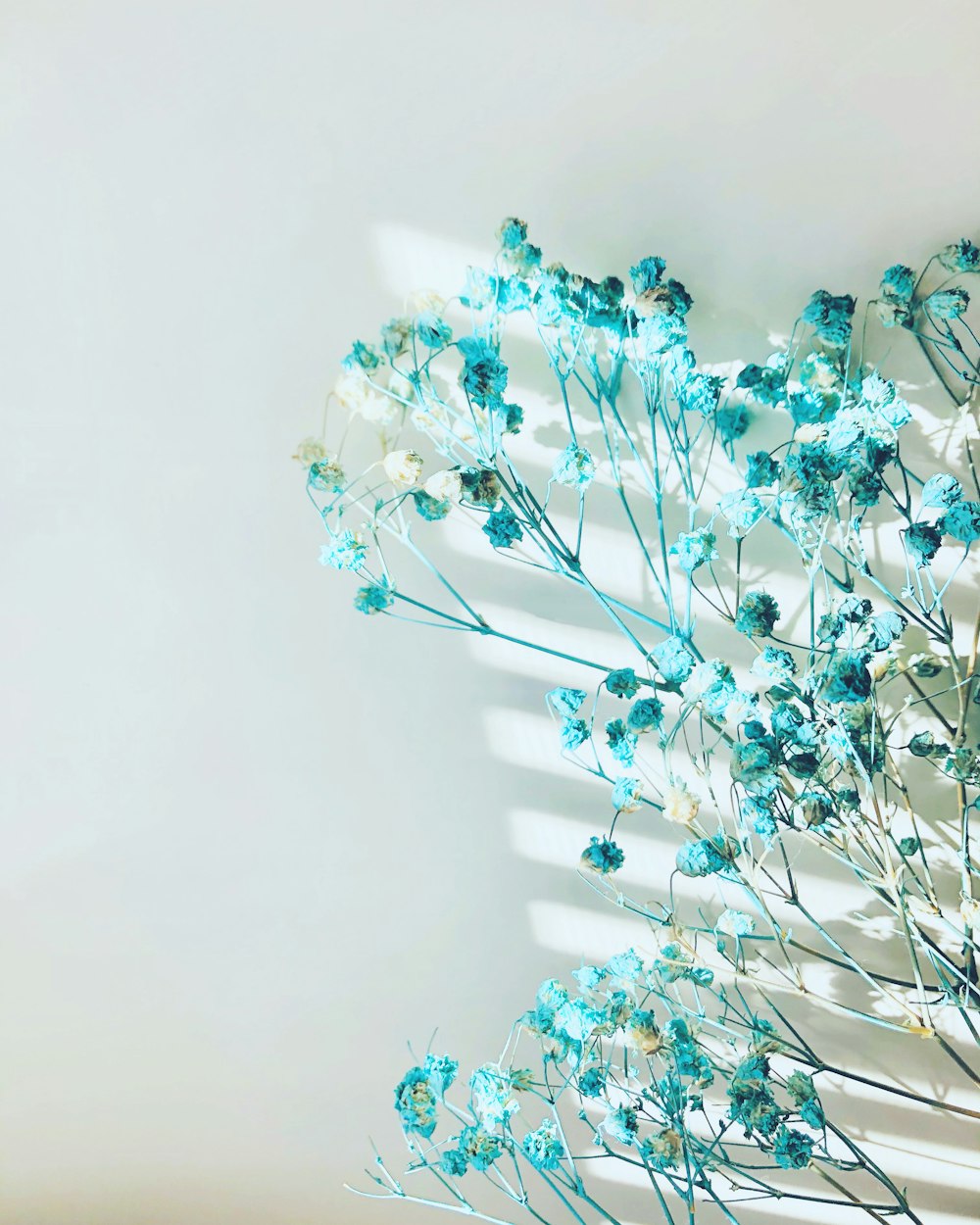 white and purple flowers on white wall