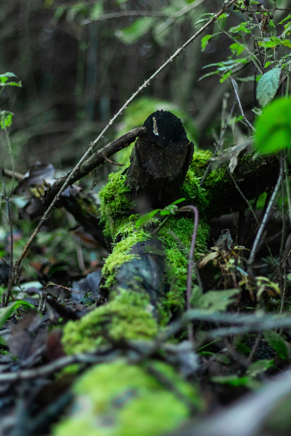 black dried leaf on green moss