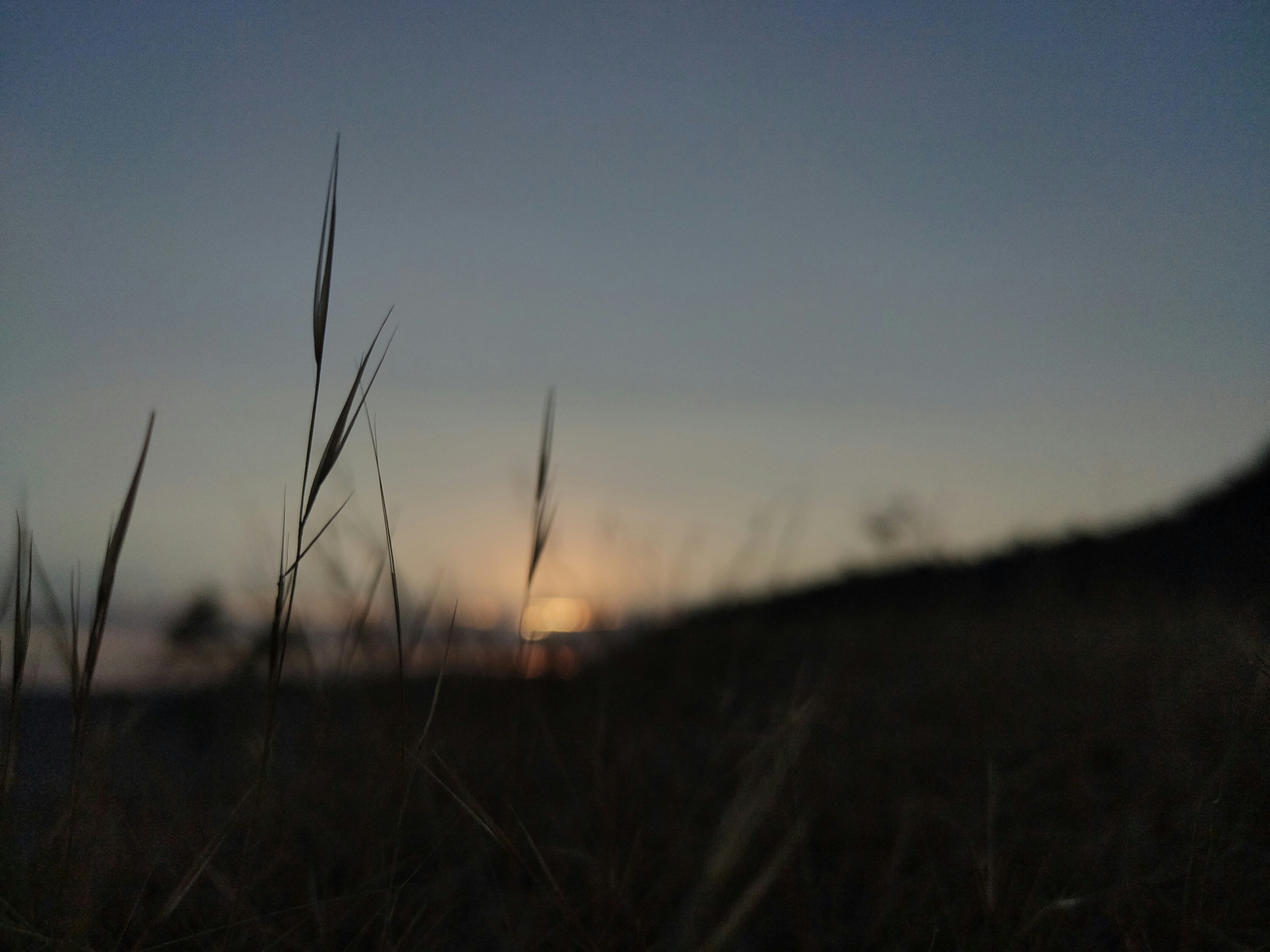 green grass field during sunset