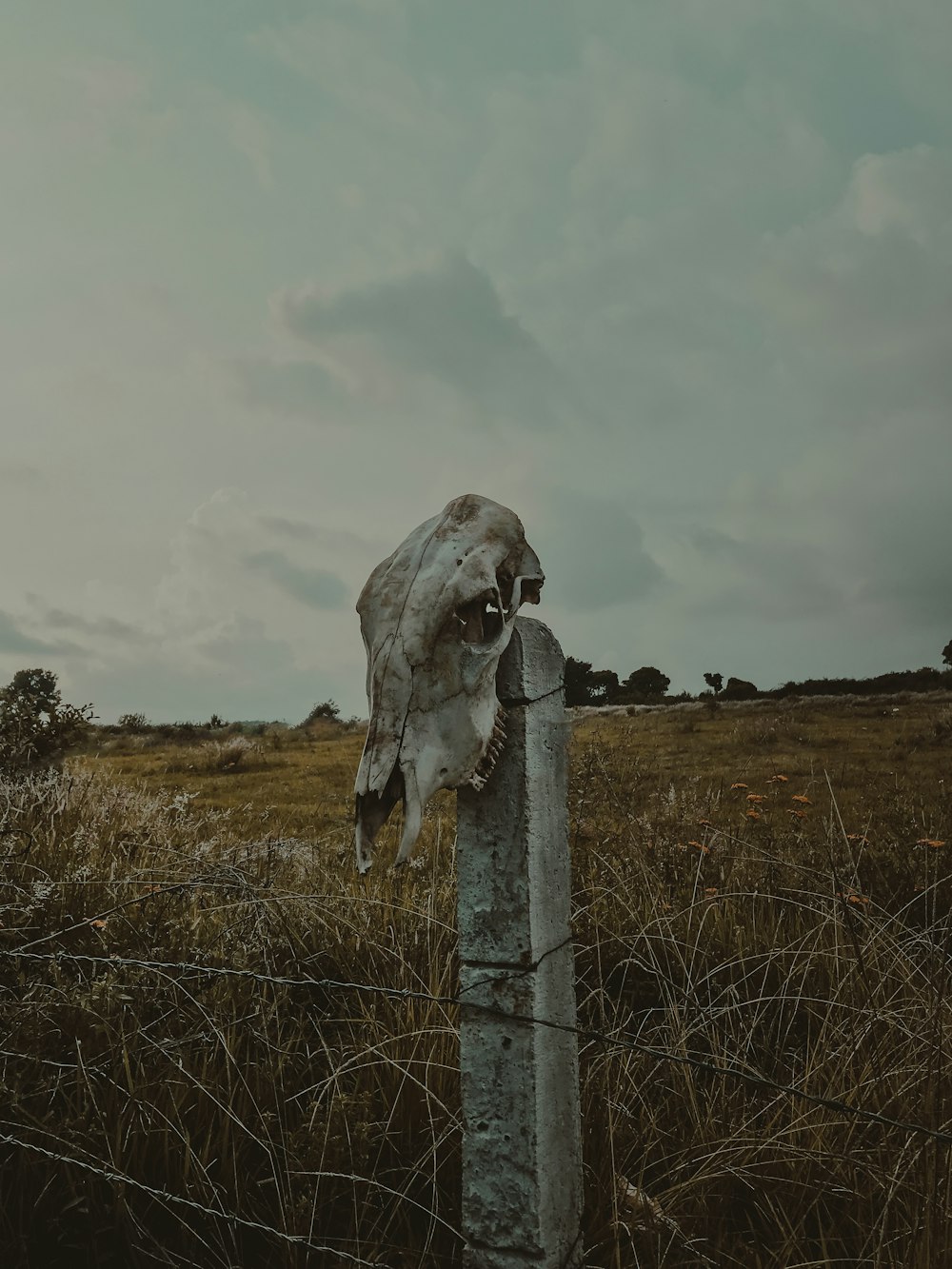 pájaro gris en poste gris bajo nubes blancas durante el día