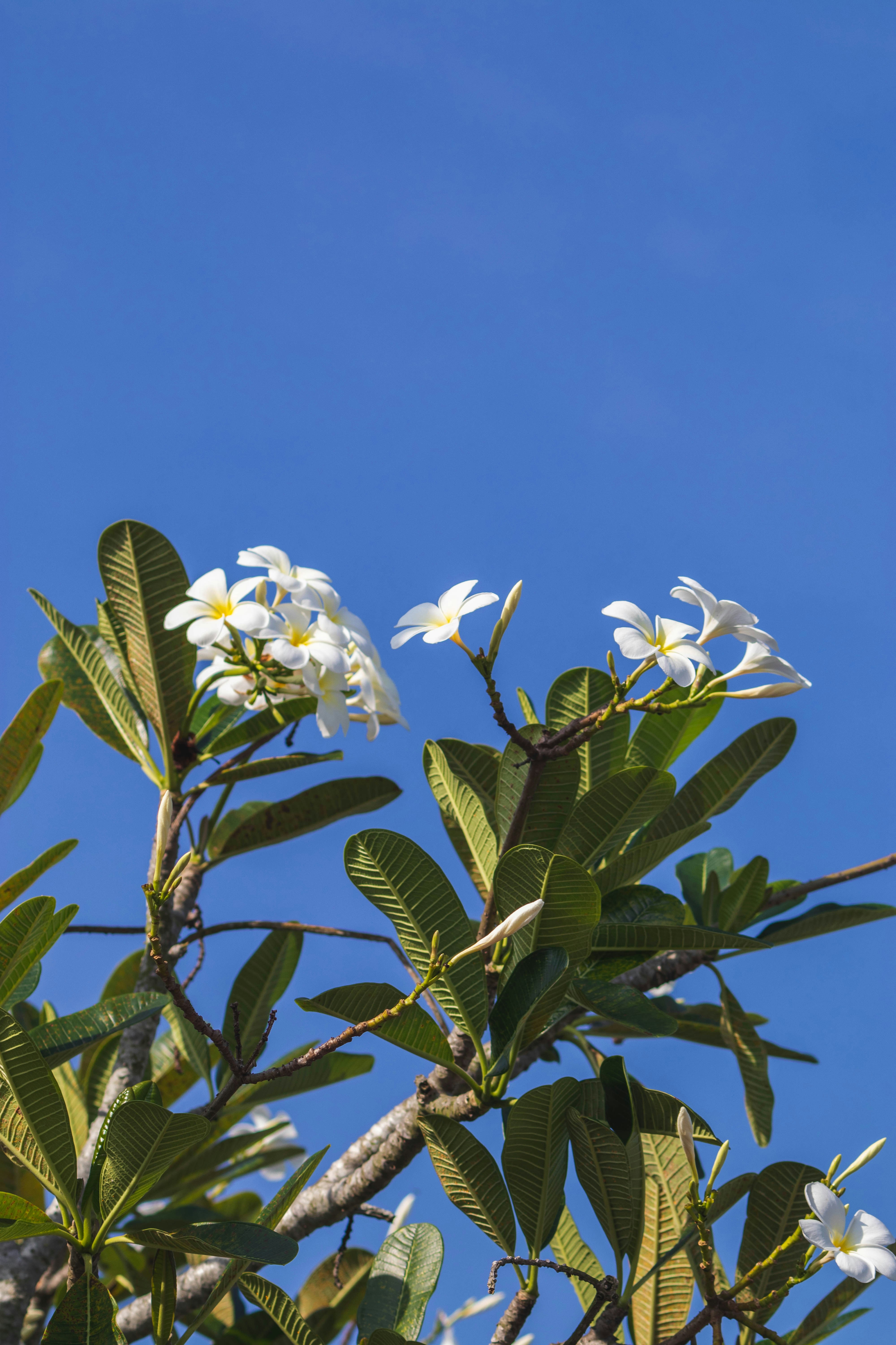 white flowers with green leaves under blue sky during daytime