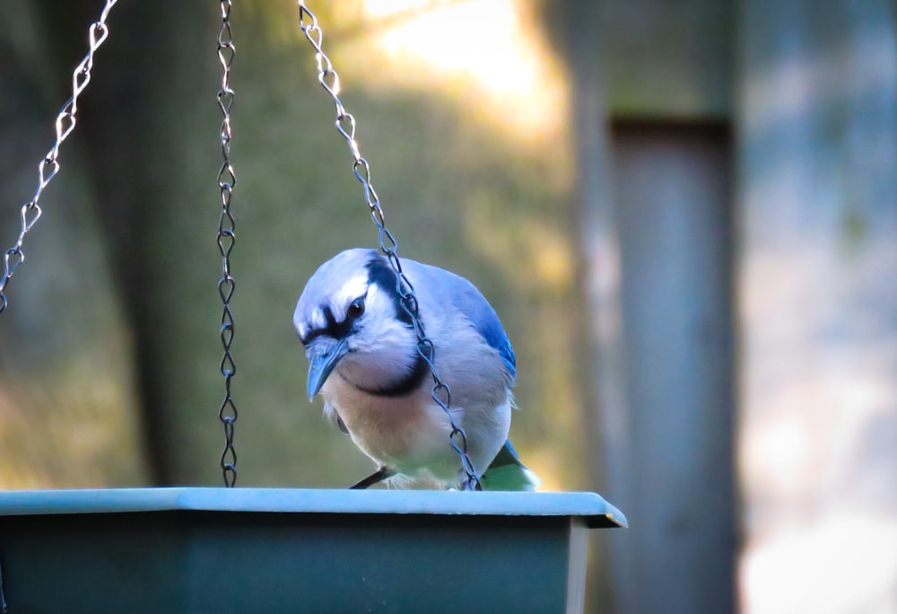 blue and white bird on blue wooden cage