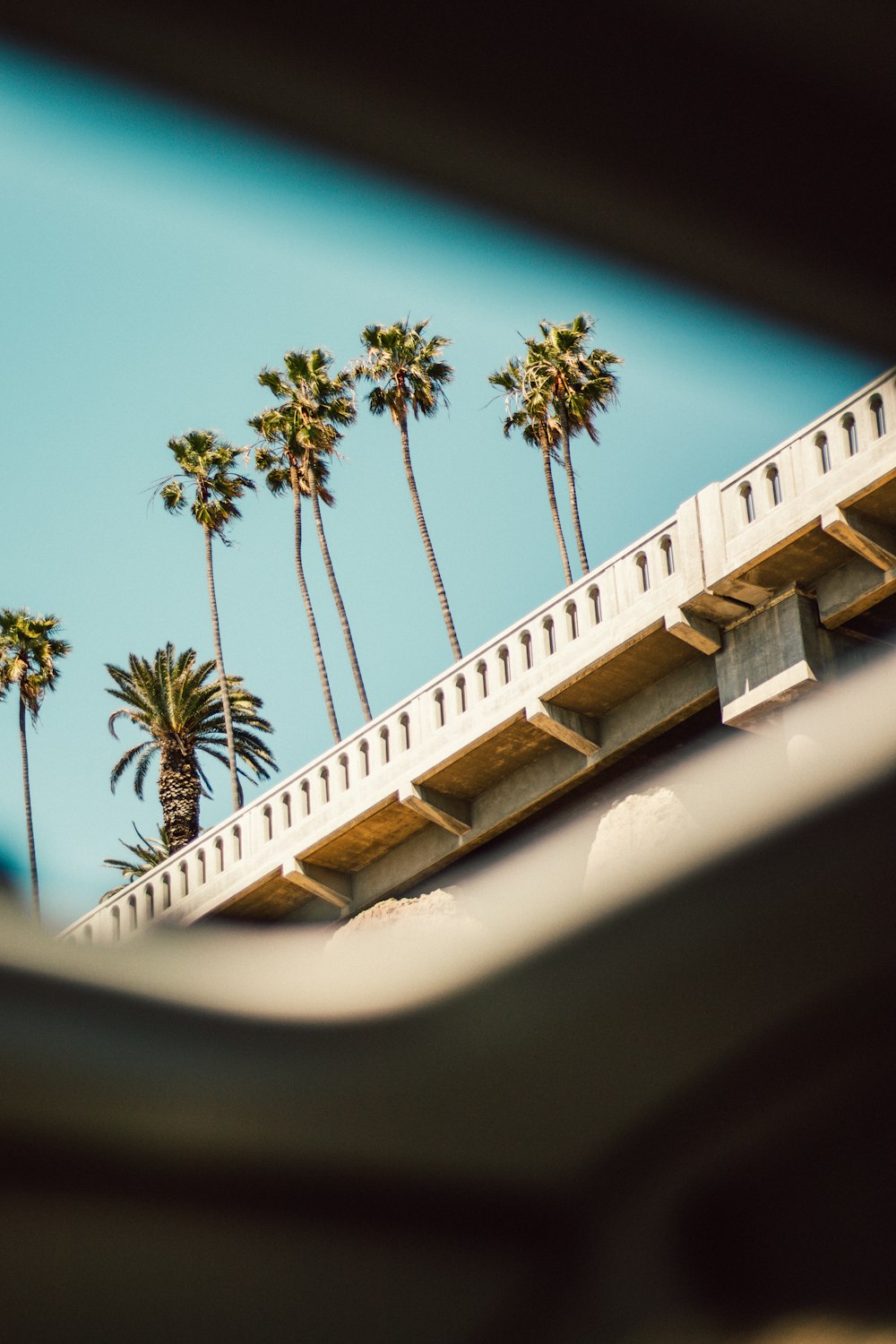 green palm trees during daytime