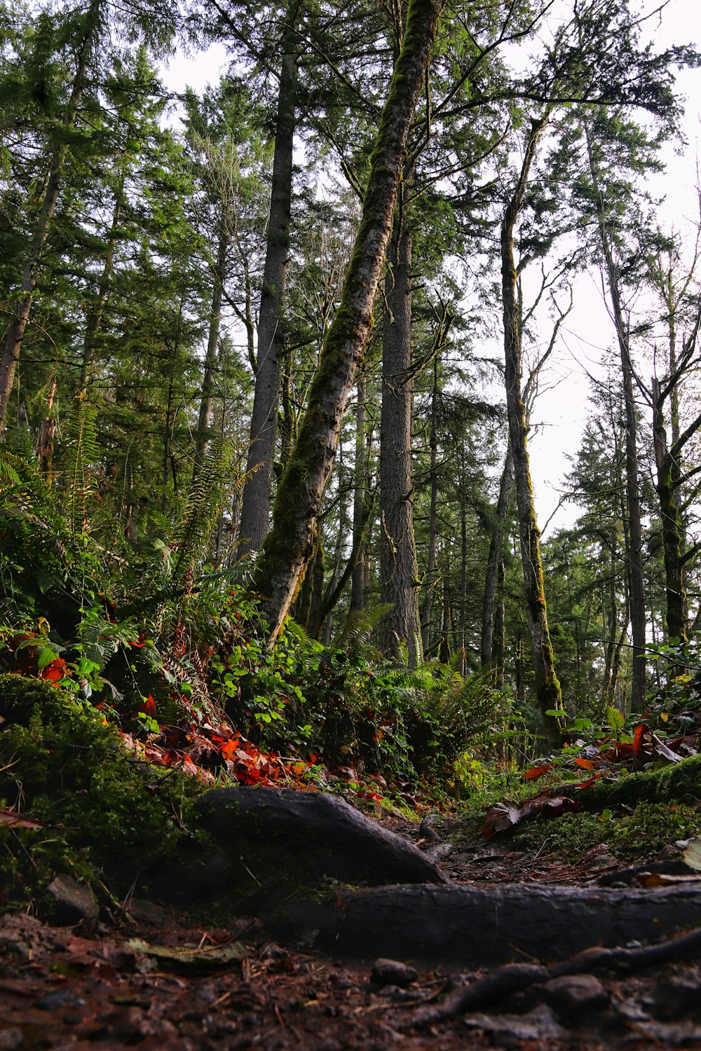 green trees on forest during daytime