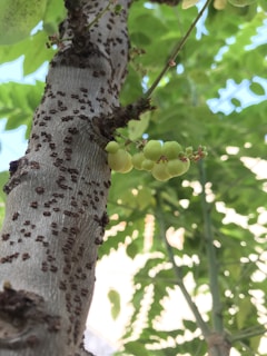 Close-up of Terminalia Arjuna tree bark with heart-shaped leaves in soft natural light
