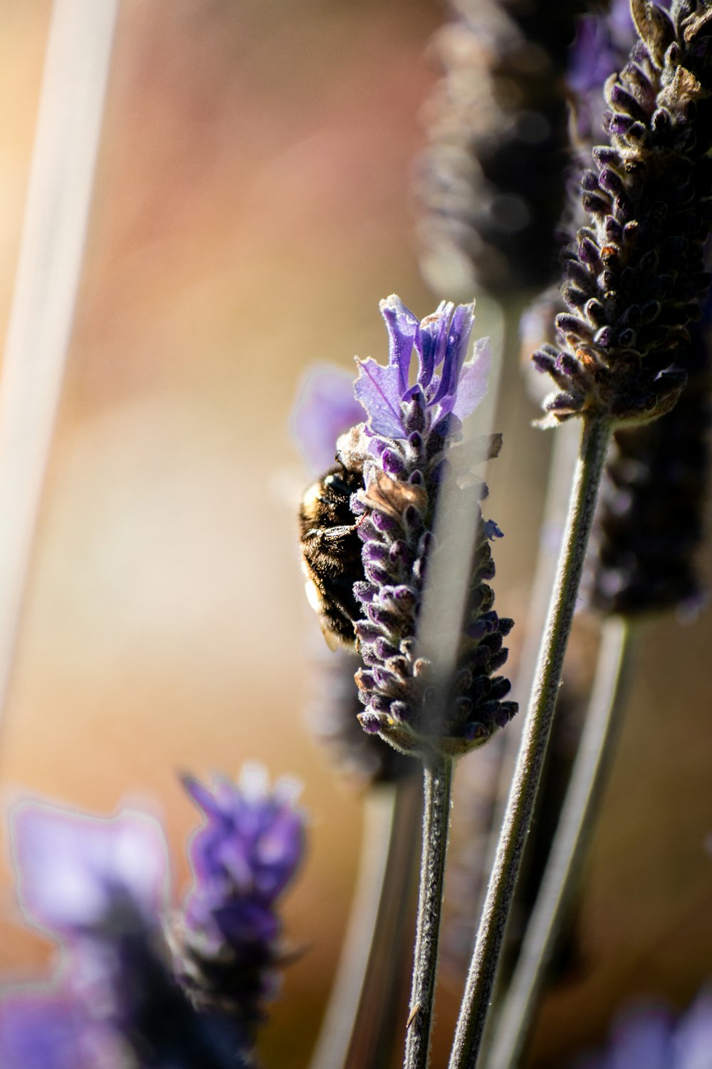 purple flower in tilt shift lens