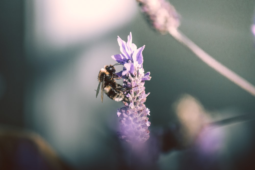 black and yellow bee on purple flower