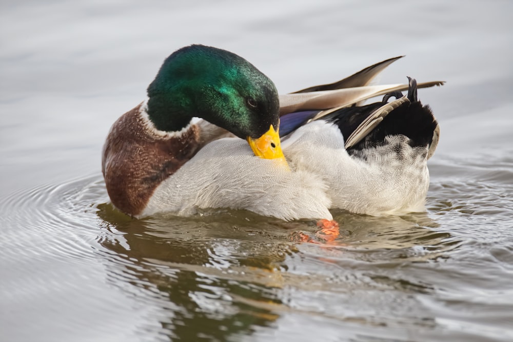 canard colvert sur un plan d’eau pendant la journée