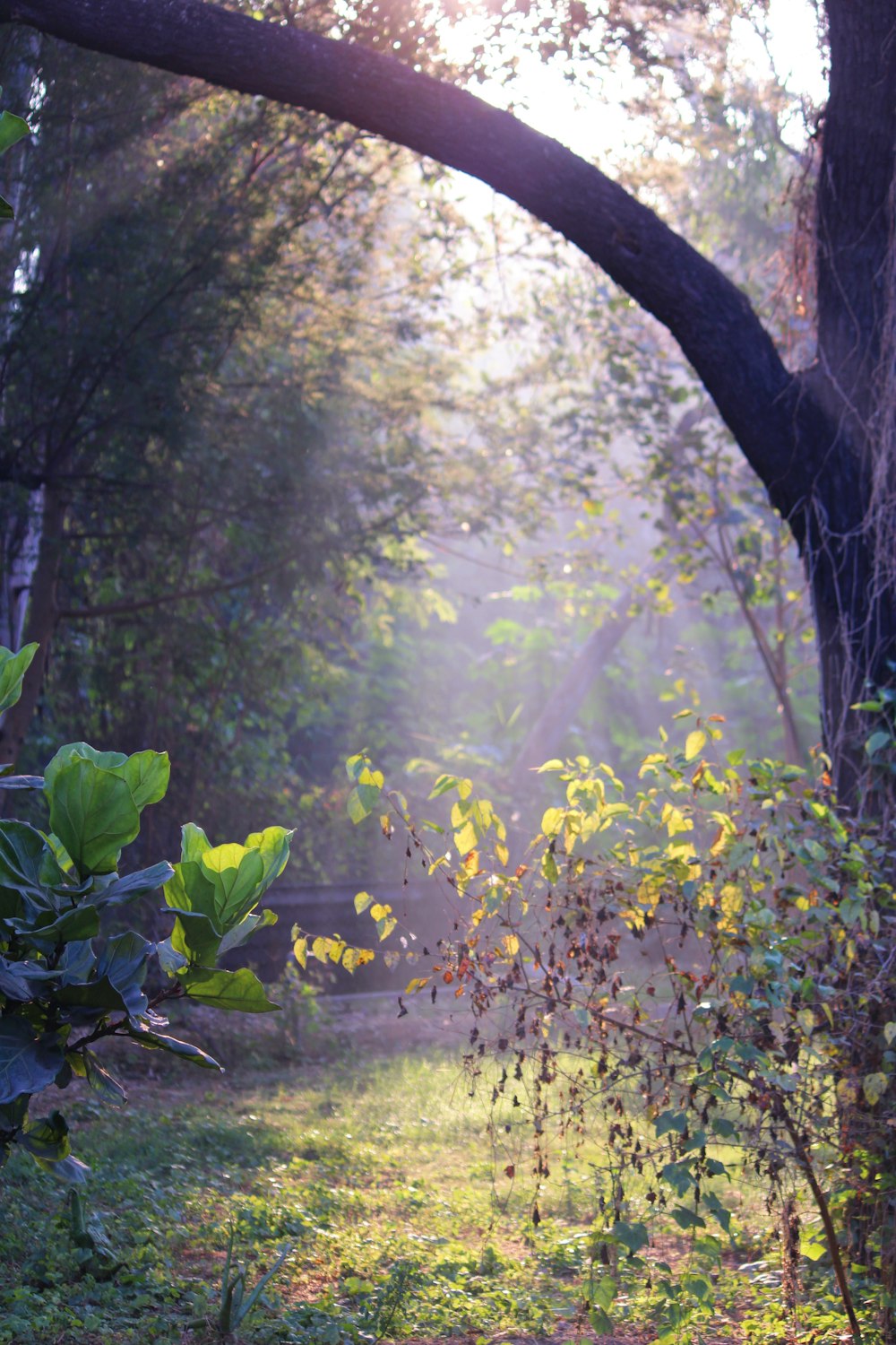 green leaves on brown tree trunk