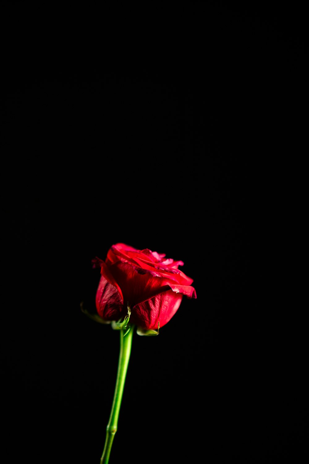 red rose in bloom close up photo