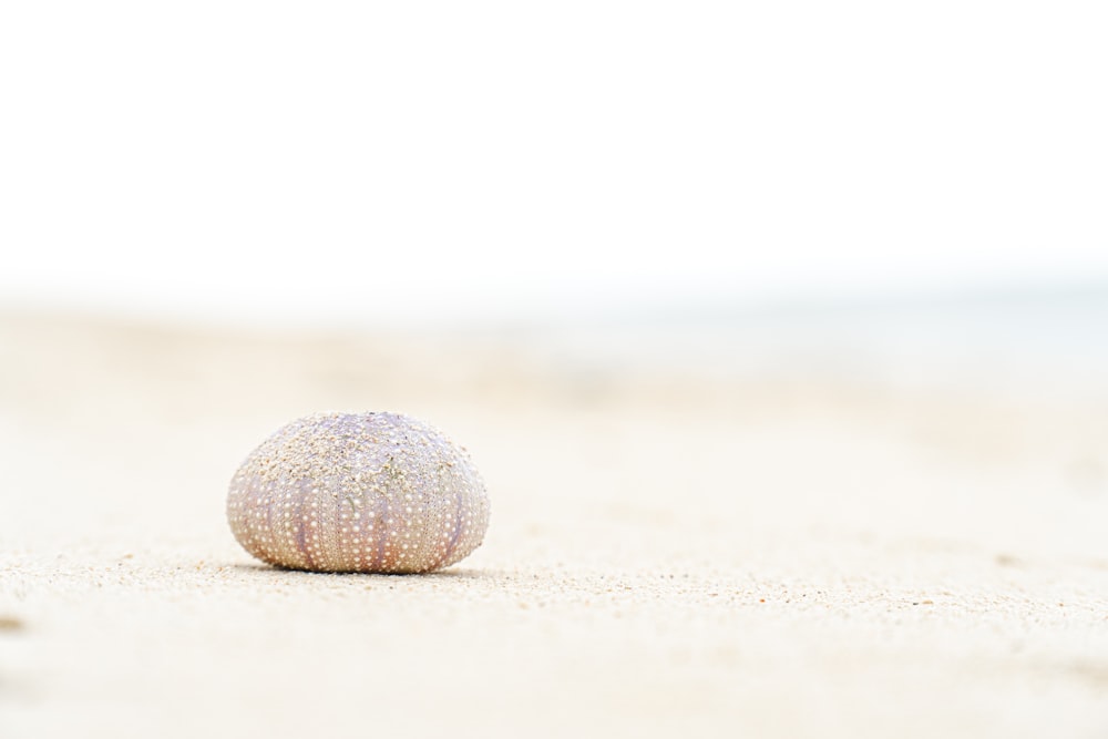 Boule ronde blanche et brune sur sable blanc pendant la journée