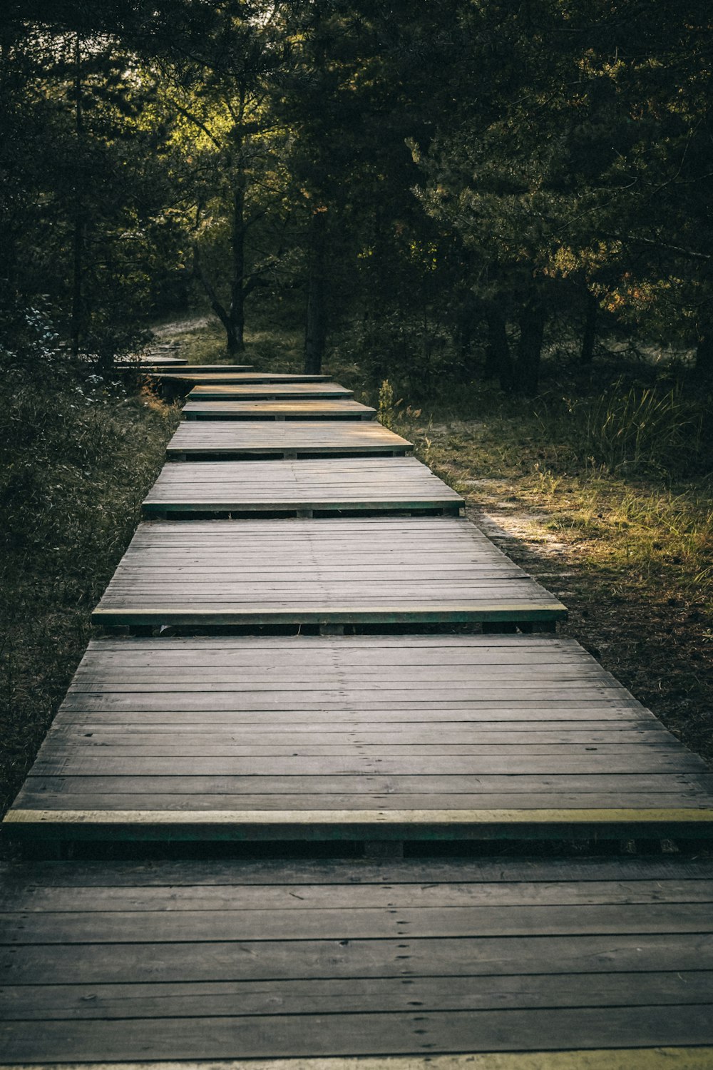 brown wooden bridge surrounded by green plants