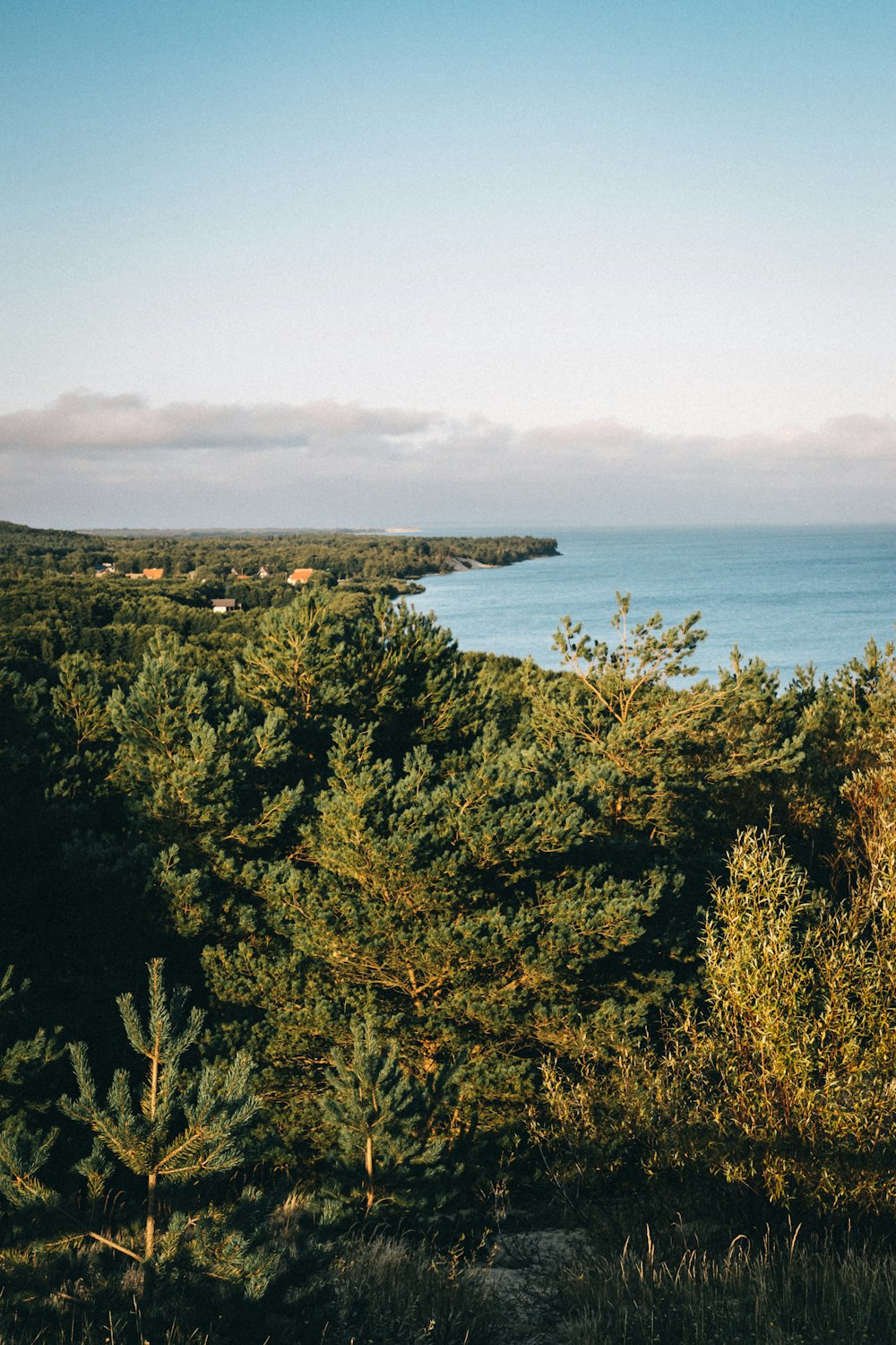 green trees near body of water during daytime