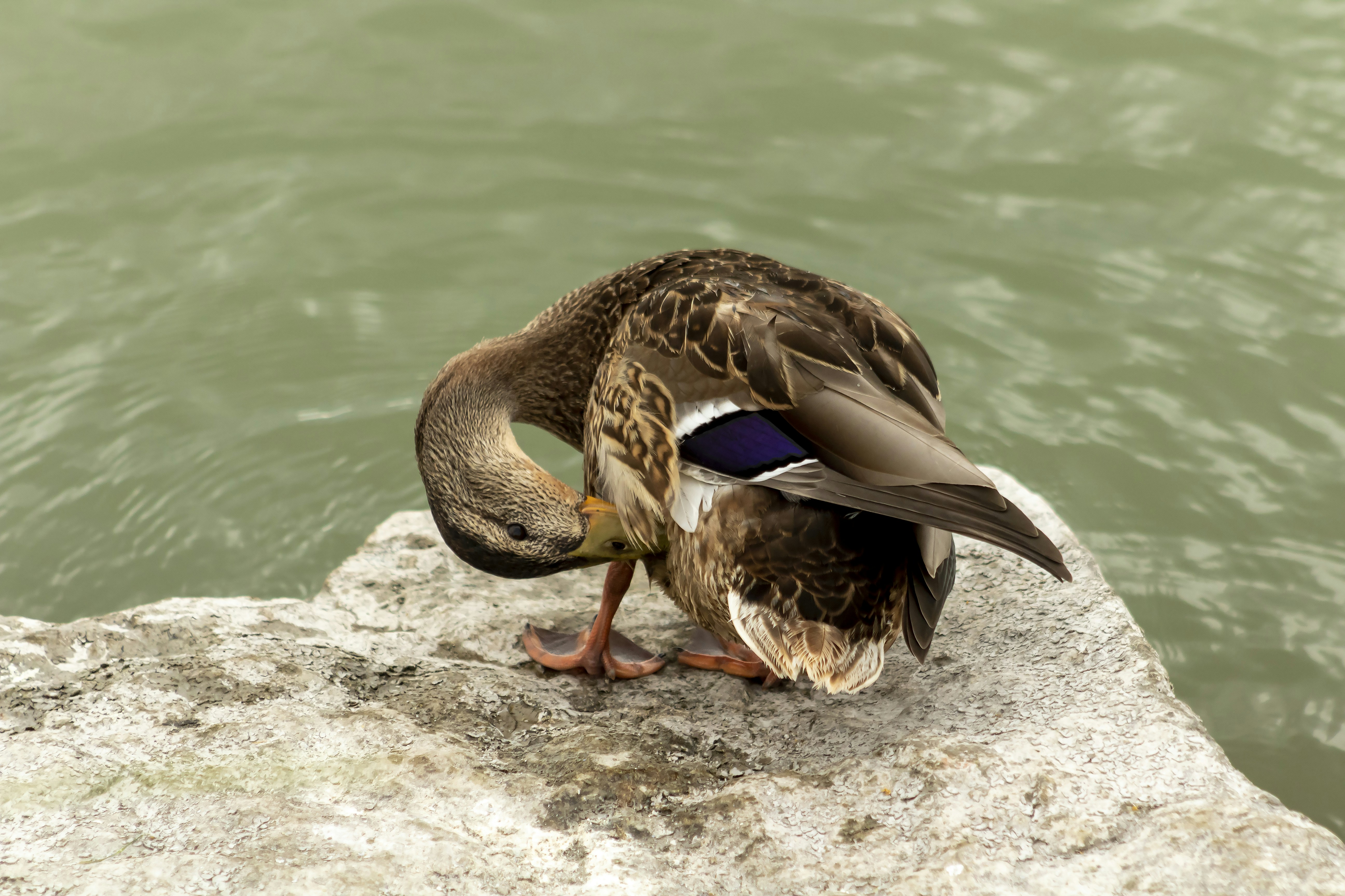 Photo by glatz0