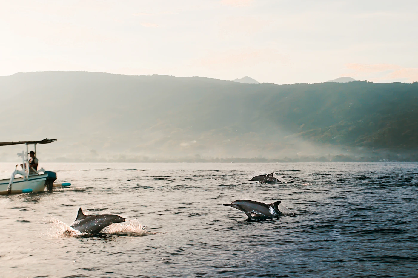 Dolphins swimming near a boat off the north coast of Bali at sunrise