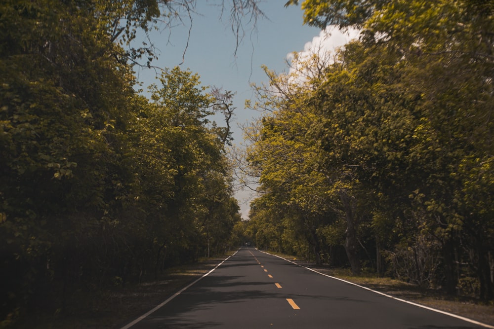 gray concrete road between green trees during daytime