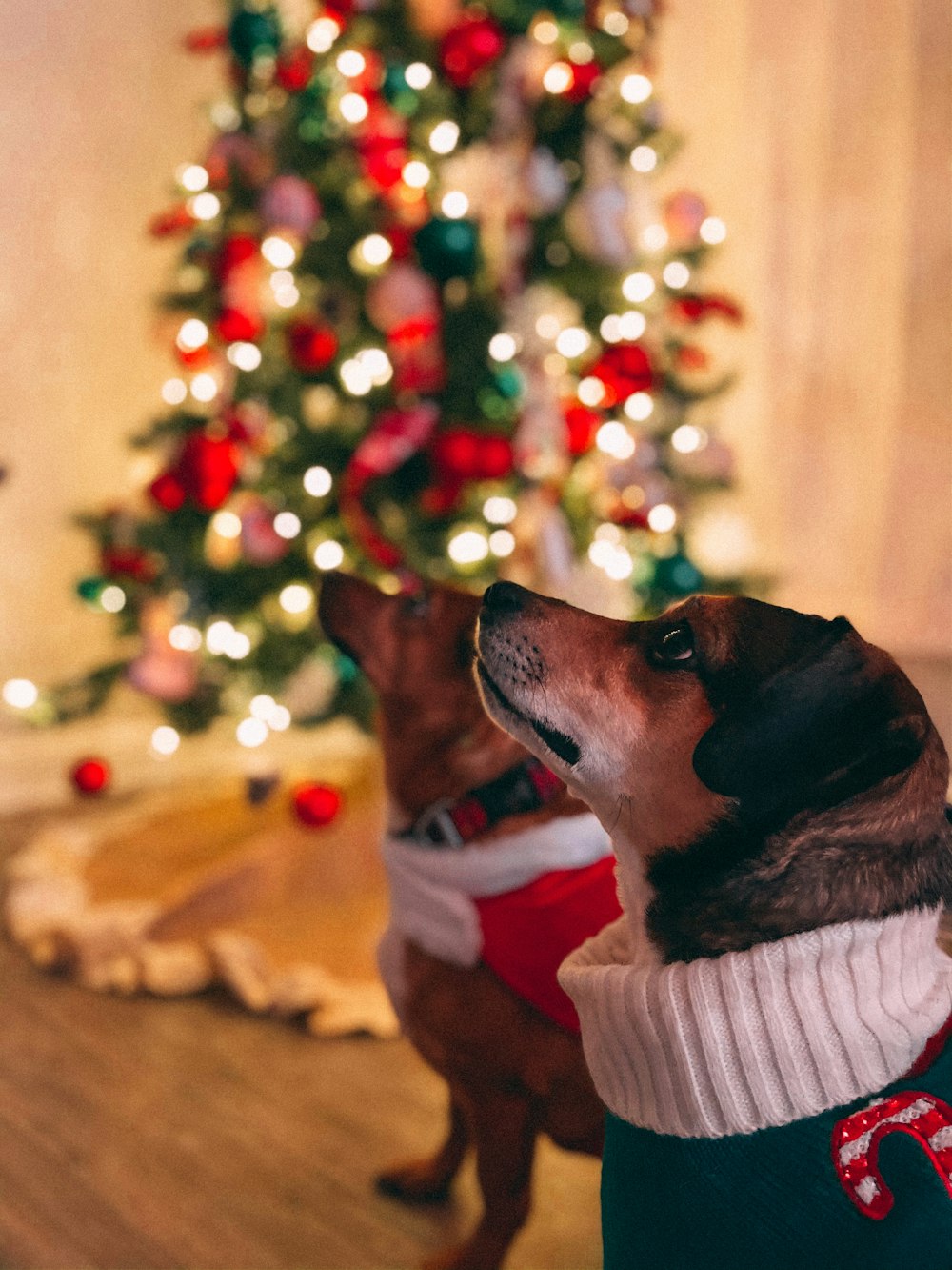 brown and white short coated dog wearing red and white scarf