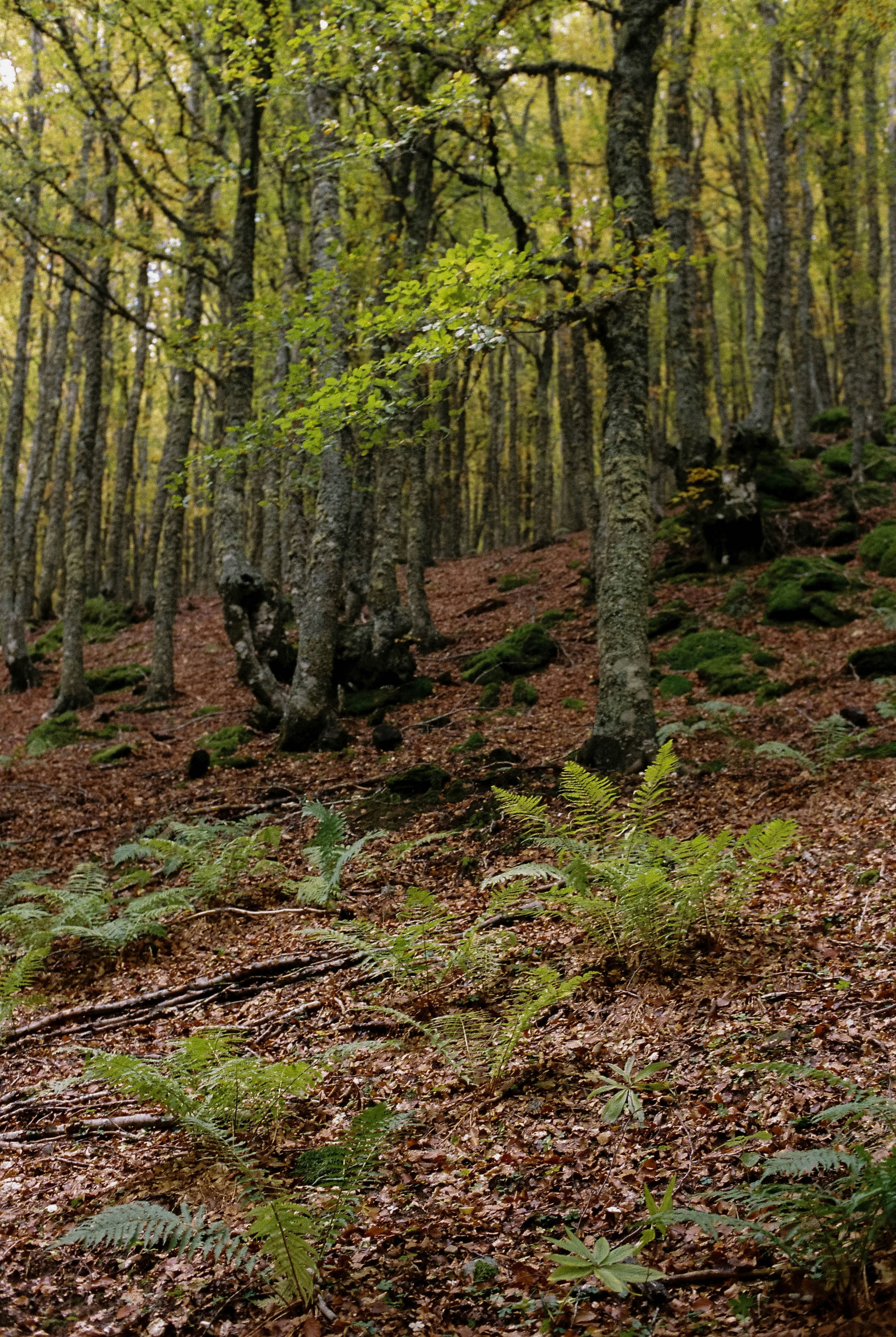 Photo by pelayoarbues