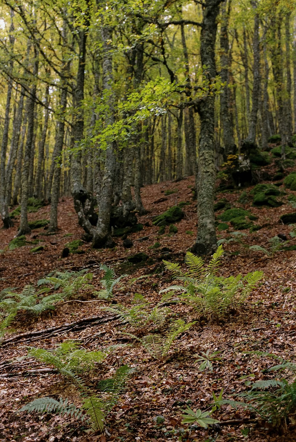 green trees on brown soil