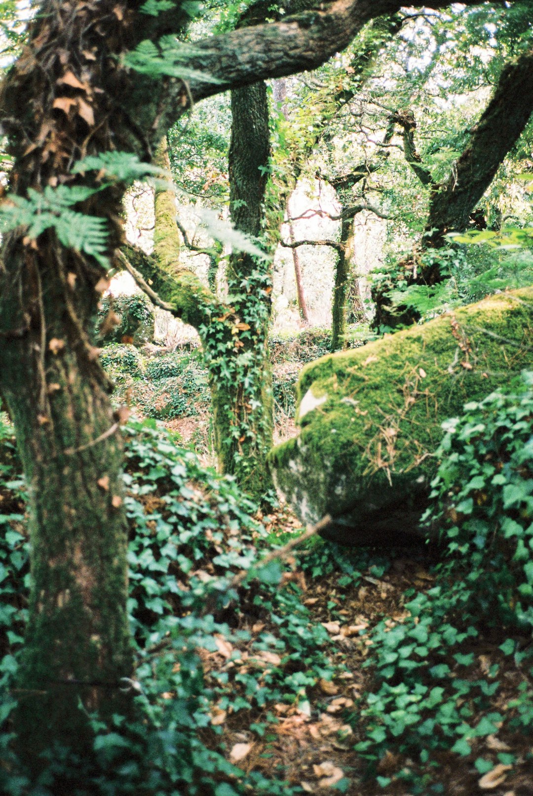 green moss on brown tree trunk