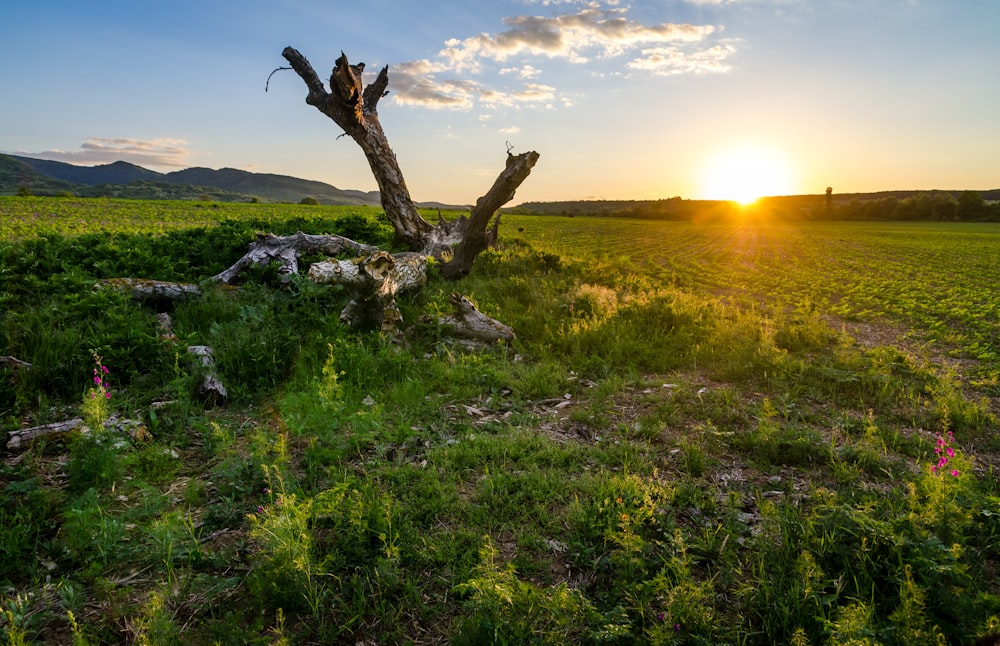 green grass field during sunset