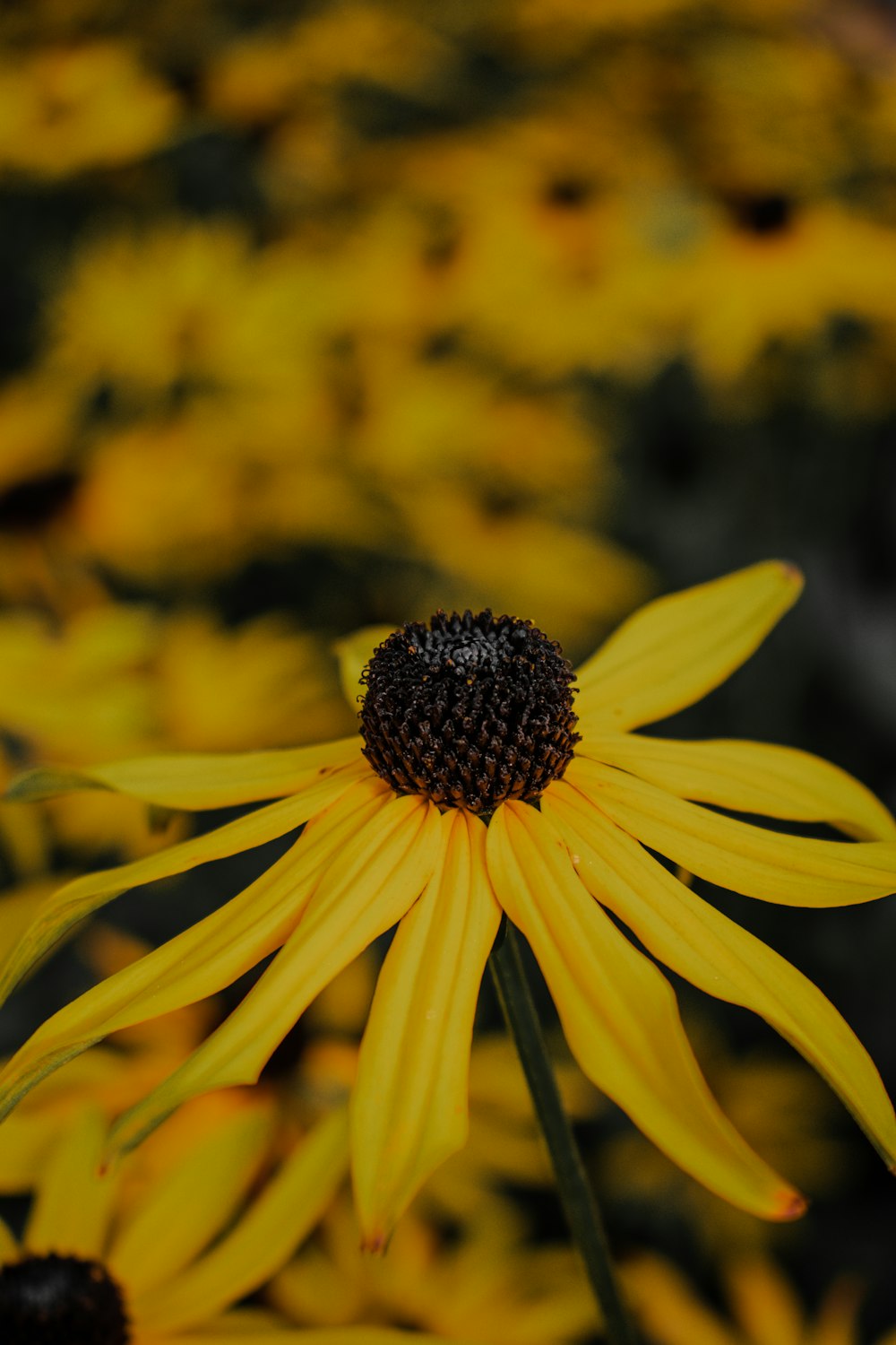 yellow flower in tilt shift lens