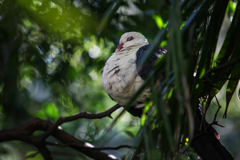 white bird on tree branch during daytime