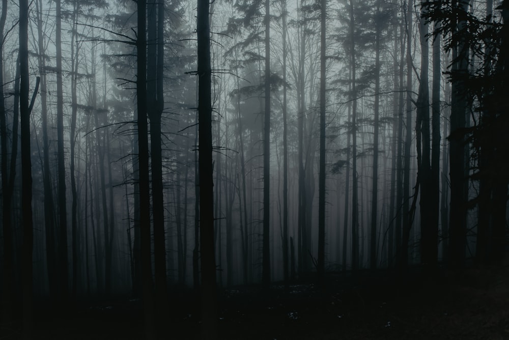 foto in scala di grigi di alberi nella foresta