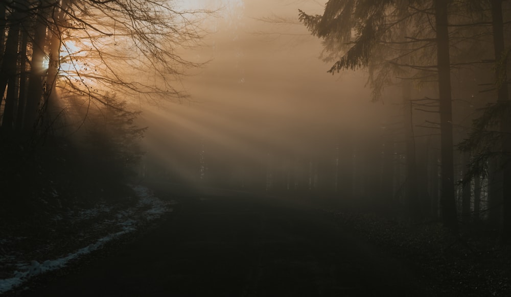 sun rays coming through trees