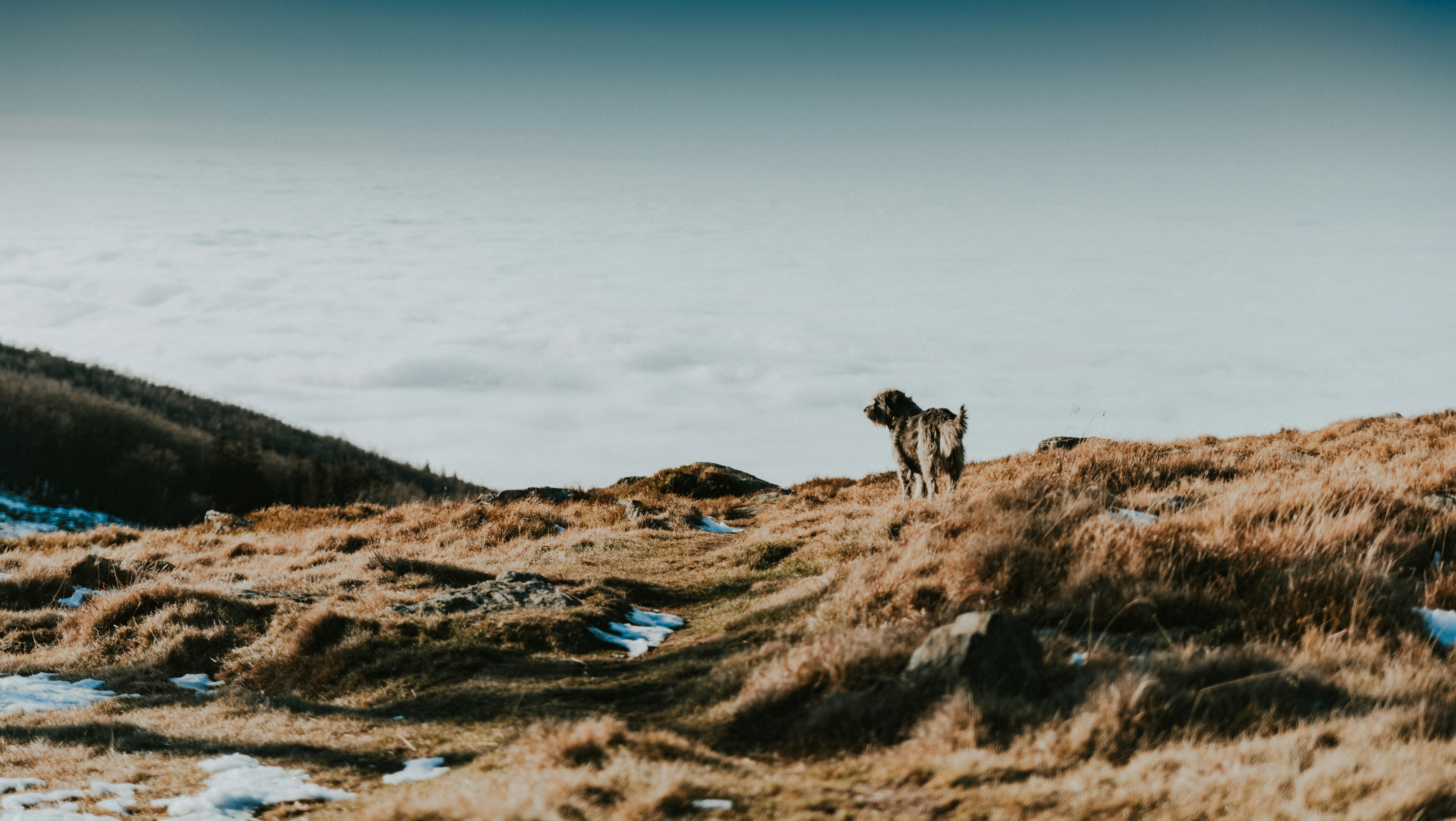 schwarz-weißer Hund tagsüber auf braunem Rasen