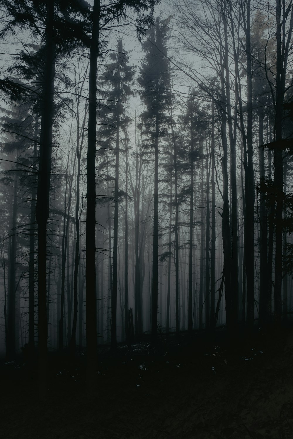 grayscale photo of forest trees