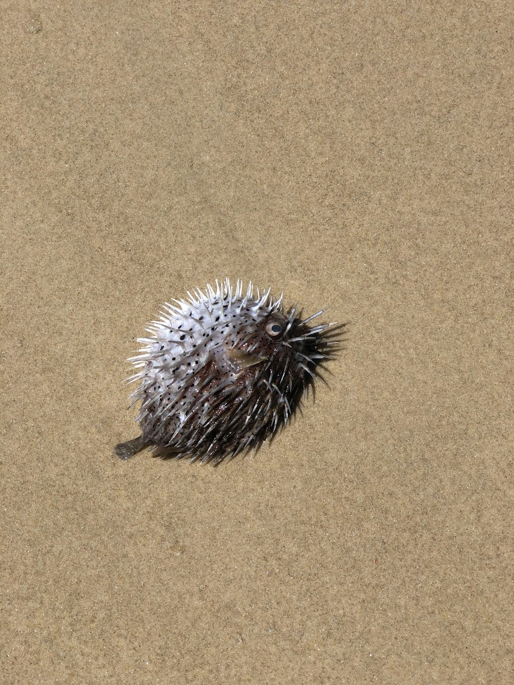 black and white hedgehog on brown sand