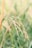 Close-up of a rice plant with mature grains hanging on delicate stems surrounded by green leaves. The background is softly blurred, enhancing the focus on the plant.