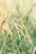 Close-up of a rice plant with mature grains hanging on delicate stems surrounded by green leaves. The background is softly blurred, enhancing the focus on the plant.