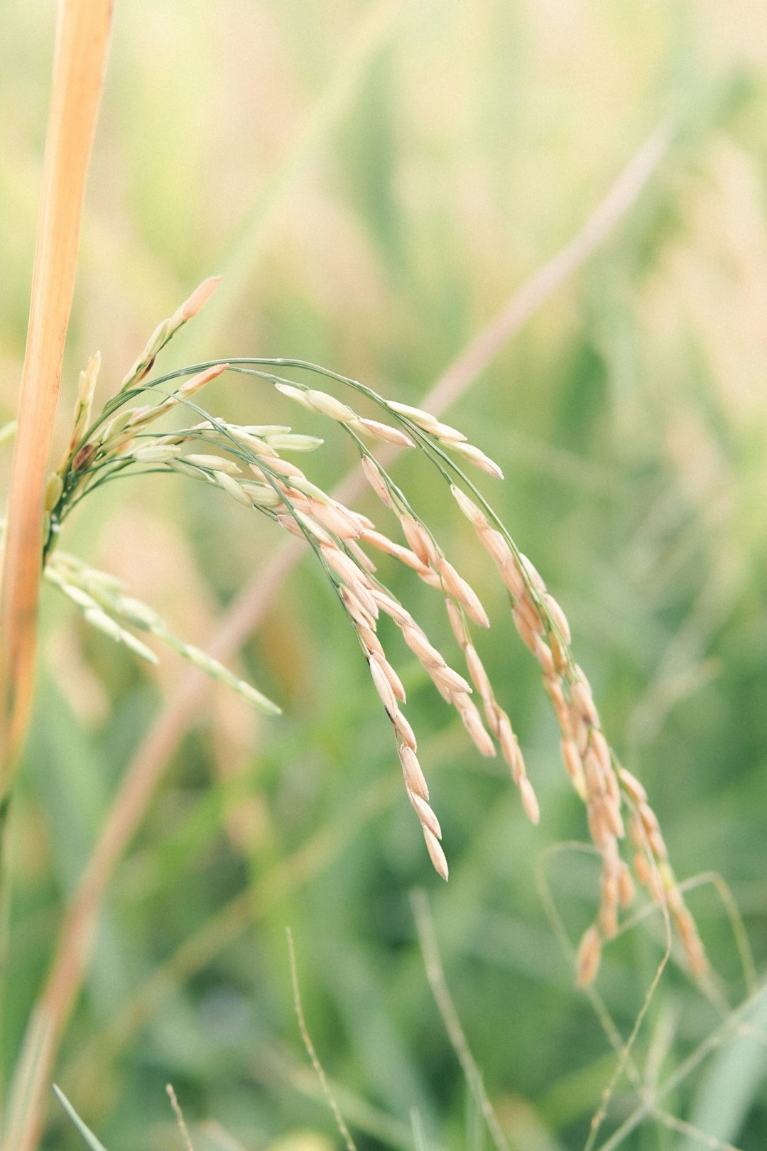 brown wheat in close up photography