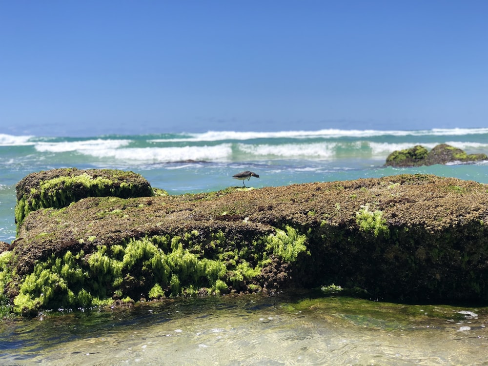 hierba verde en la orilla del mar durante el día