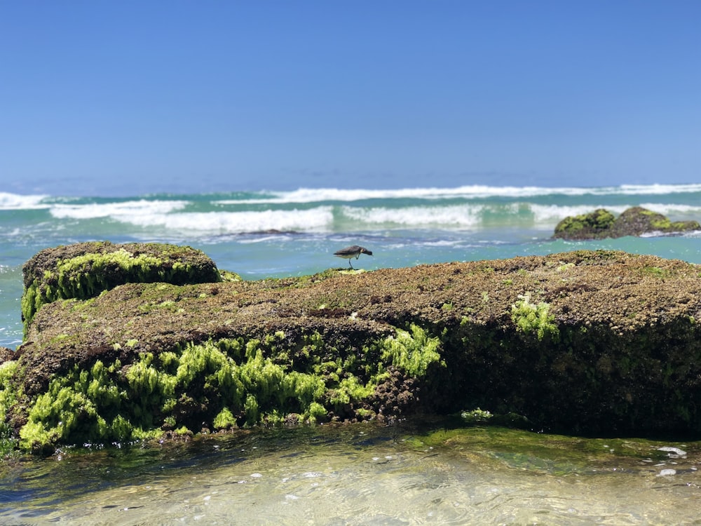 green grass on seashore during daytime