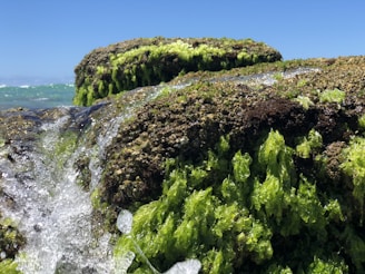 Lush green seaweed clings to large rocks as ocean water streams over them, with a vivid blue sky in the background.