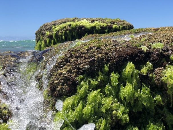 Lush green seaweed clings to large rocks as ocean water streams over them, with a vivid blue sky in the background.
