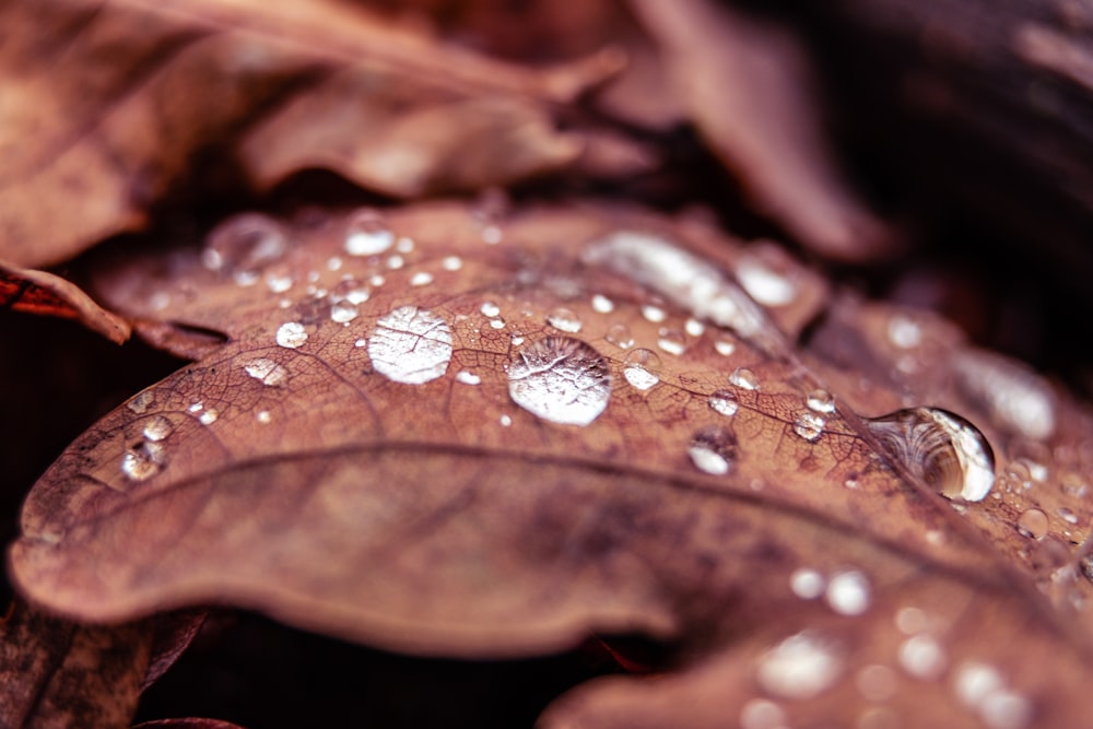 water droplets on brown leaf