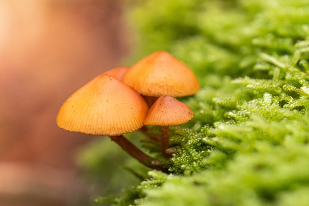 brown mushrooms on green moss