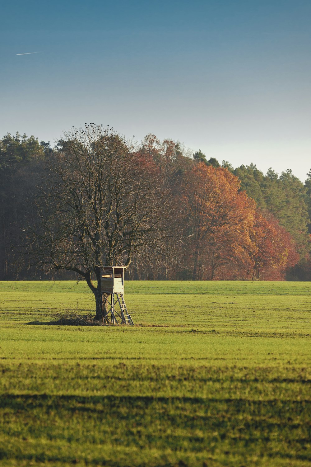 red and green trees on green grass field during daytime