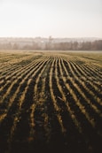 green grass field during daytime
