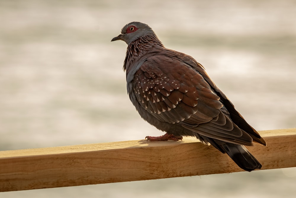 oiseau brun et noir sur clôture en bois marron