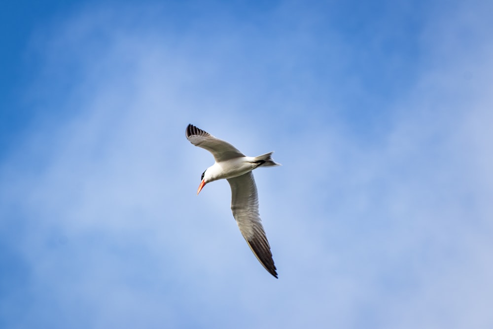 white and black bird flying under blue sky during daytime