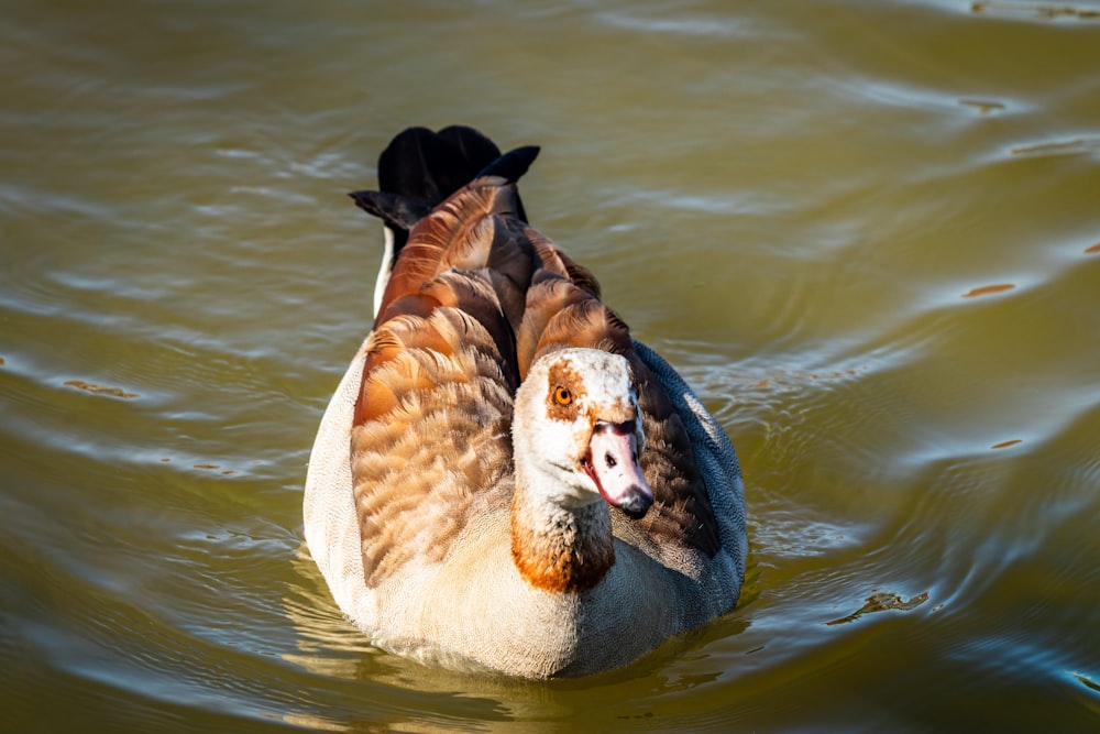 Canard brun sur l’eau pendant la journée