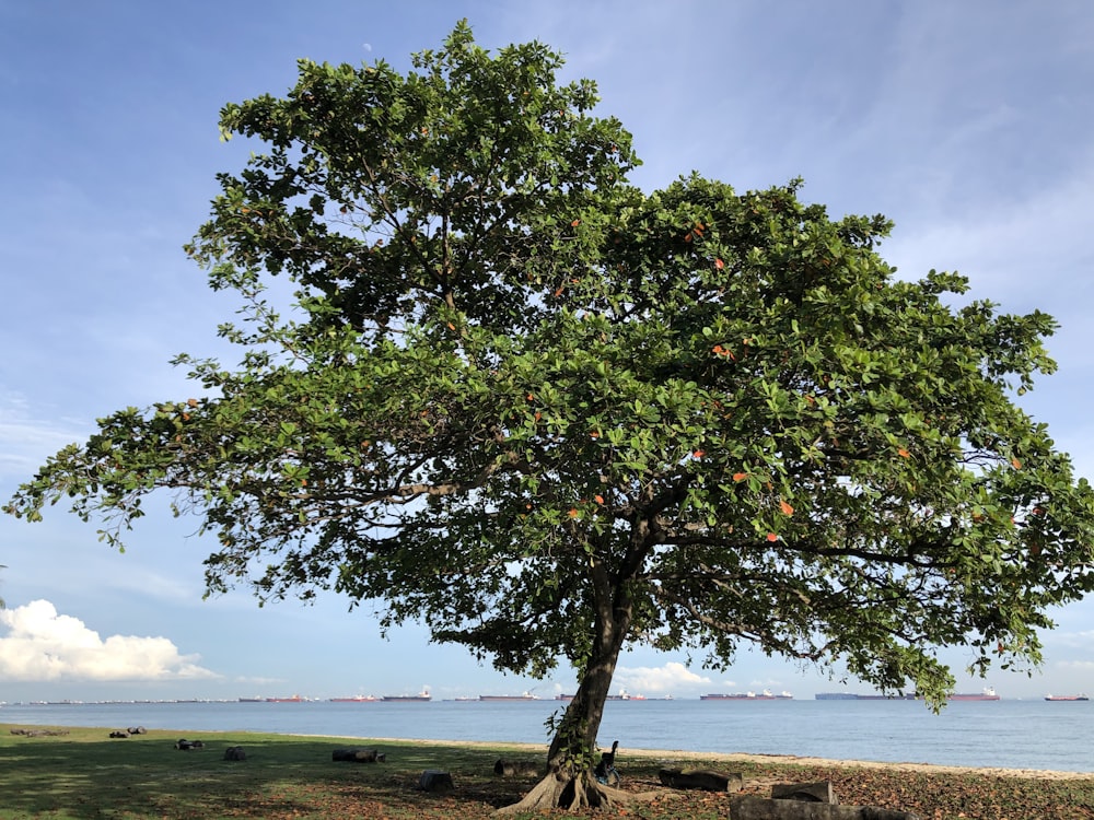 green tree near body of water during daytime