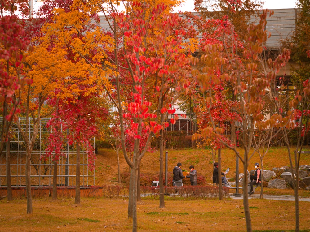 people walking on park with red and yellow leaf trees during daytime